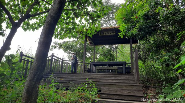 《台中》觀九九峰｜霧峰青桐林生態步道群202511092932236