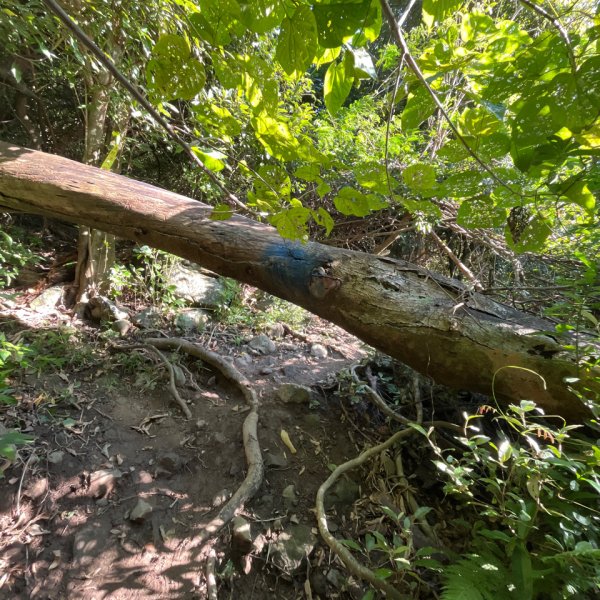 20251210_大山母山（屏東小百岳）2968646