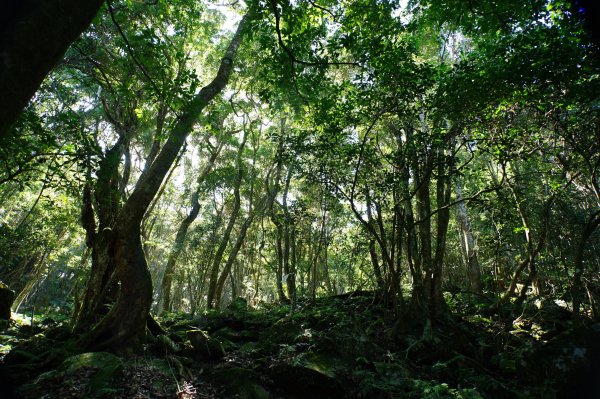 新竹 五峰 鳥嘴山、大窩山2956877