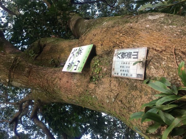 六寮崙山、雞罩山、白雞山8字走2371077