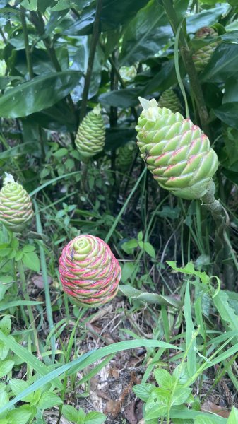 泰平國小的辭職嶺|Taiping|崩山坑古道|虎豹潭|峯花雪月2605860