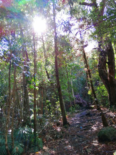 【台中。和平】谷關七雄入門款。 唐麻丹山874520