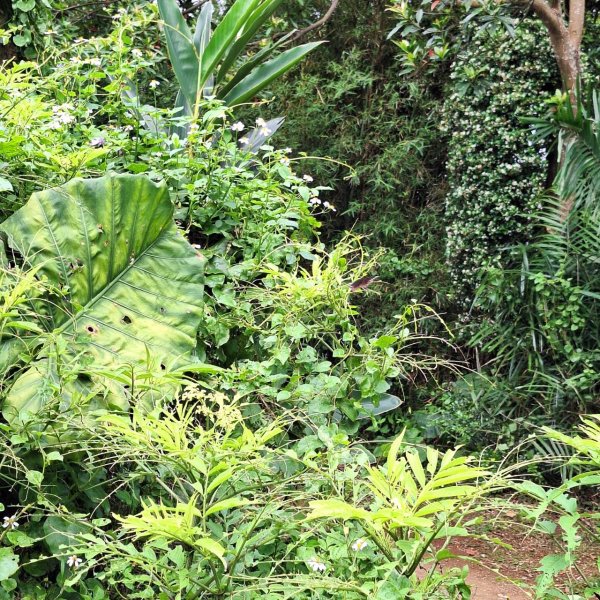 2025臺北大縱走：二子坪到關渡捷運站-第一段完成!2784707