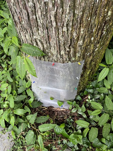 [嘉遊好步道．來嘉走走-04/10] 2024_1011 阿里山頂湖步道2624773