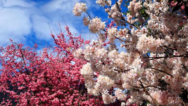 雪山西峰/博可爾山/翠池三叉山與五翠池悠閒走探的山遊記(三日)2838498