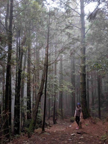 觀霧榛山登山步道912958