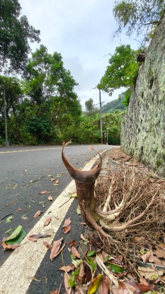 燕溪古道-大崙尾山西峰-仙座台山-圓明寺步道2926525