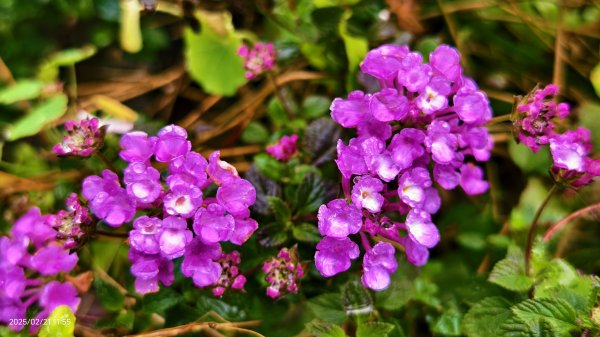 #十八份拐圳步道 #墨染櫻 2/212717181