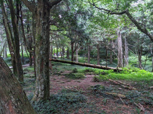 東眼山國家森林遊樂區1056012