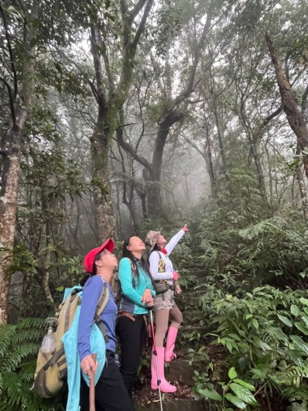 烏來大桶山.大桶山東峰.四崁水山2450705