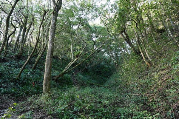 新北 烏來 美鹿山、高腰山、拔刀爾山、小巫山2703488