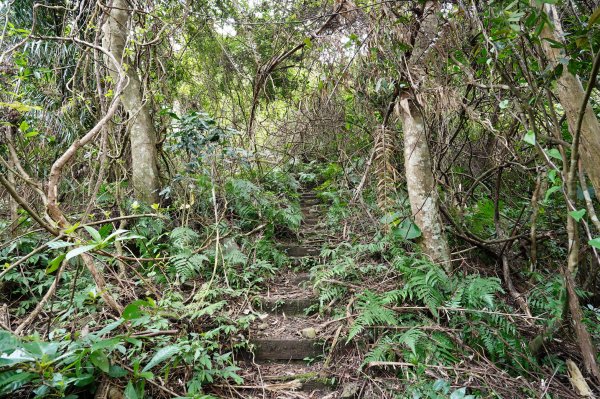 新北 烏來 大刀山、拉樸山、阿玉溪山2704949