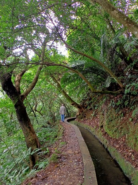 【南山神壽任務尋寶趣】流水潺潺的坪頂古圳親山步道→清風亭→大崎頭步道1591374