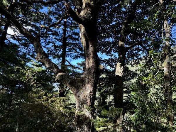 觀雲山莊經小完美谷上畢祿山O繞2917193