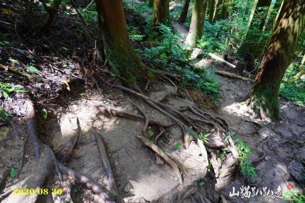 加里山~山貓趴趴走1084816