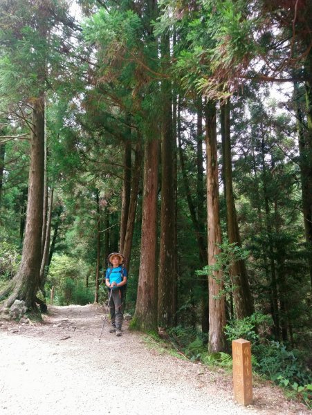 觀霧（榛山，檜山，野馬瞰山，觀霧瀑布）636069