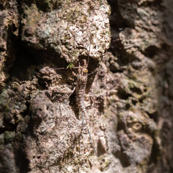 微笑山線 筆架連峰段段｜健行筆記尋寶任務2824779