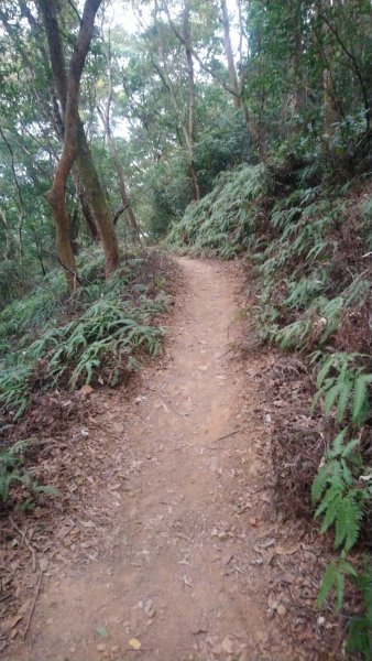 連走松柏坑山和橫山小百岳1555572