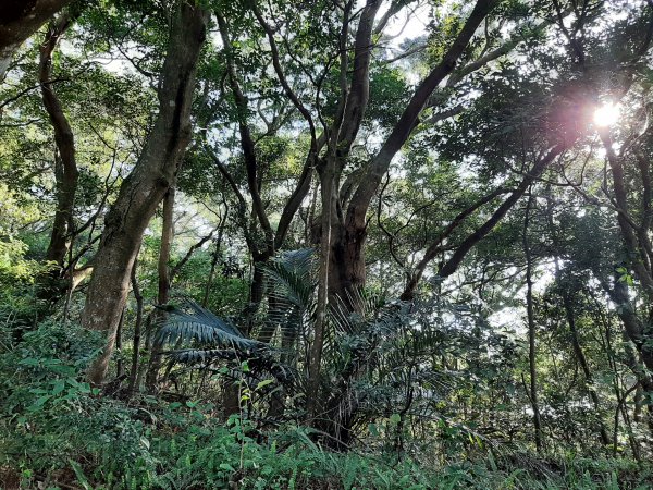 大屯山系｜彌陀山、青楓步道1282775