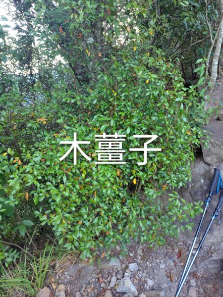 唐麻丹山 蝴蝶谷2918786