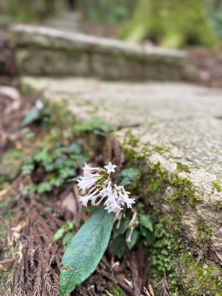 2025/04/04小百岳第022「東眼山」2753244