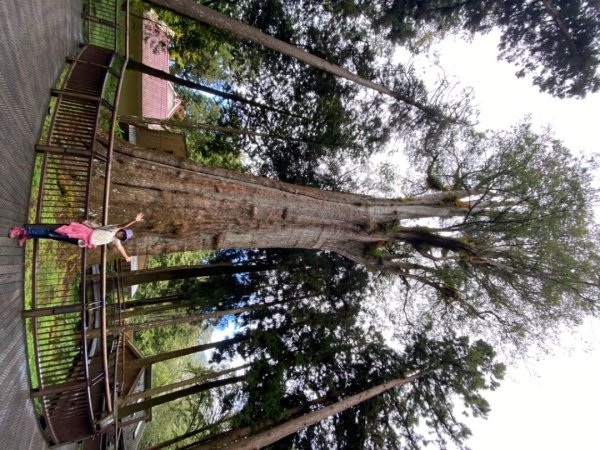 阿里山神木園區1497376