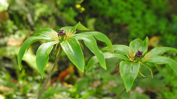 陽明山花季，追雲差強人意1646777