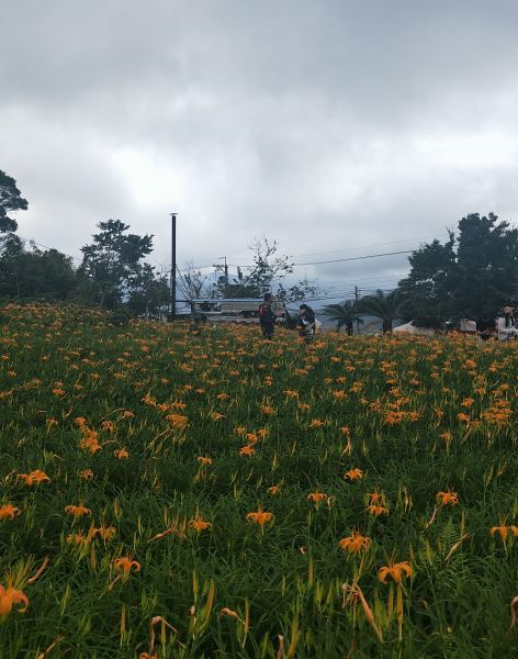 太麻里金針山步道397209