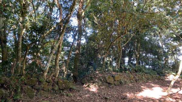 馬那邦山賞楓歡樂野餐/採草莓苗栗一日遊1217026