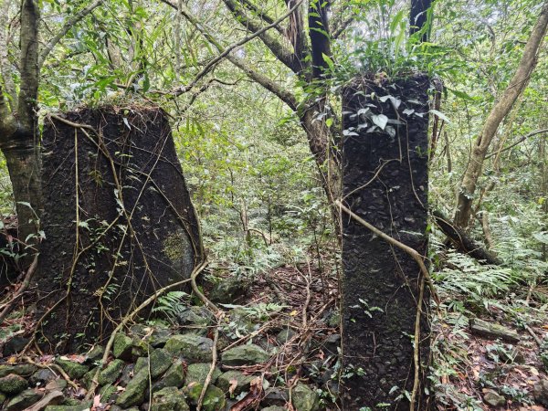 [淡蘭古道] 2026_0502 北路第二段_楊廷理古道3047717