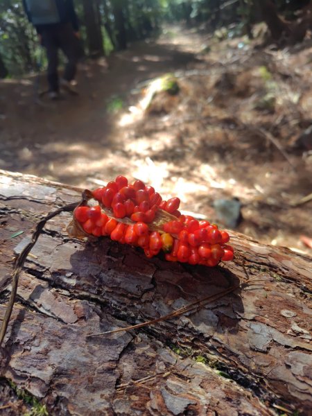 巒安堂、西巒大山2931646