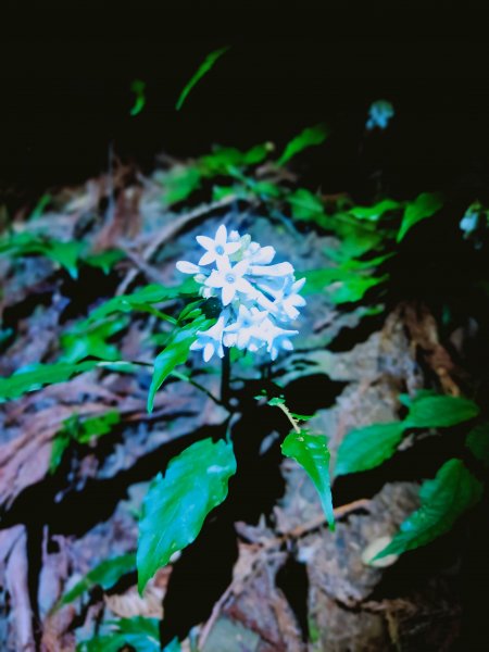 高島縱走（高台山、小島田山、中島田山、島田山）1995550