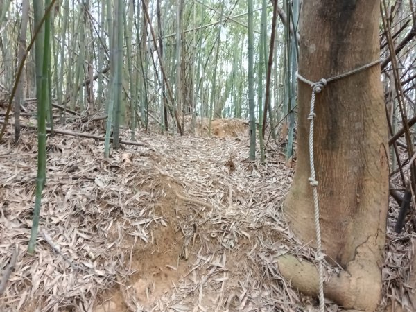 竹東鎮柯子湖山福隆步道稜線路+腰繞路P字走3013381