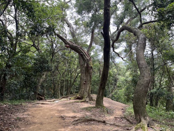 [微笑山線_第一段] 2025_0720 大棟山系_青龍嶺2843489