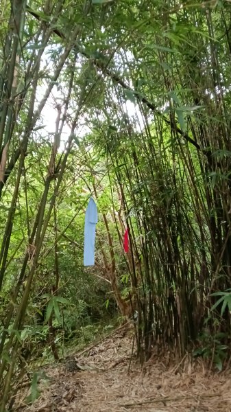 金山區倒照湖-阿里磅稜線路-阿里磅瀑布-竹子山古道-倒照湖47號P字走3134796