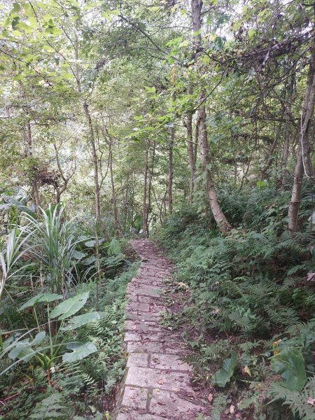 大崎棟古道+騎龍古道+逃學步道202206041811127