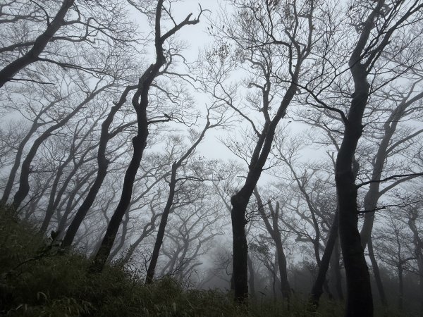 山毛櫸掉光光的 卡保逐鹿O繞 202511152937463