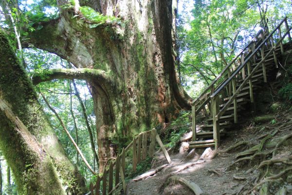 鎮西堡巨木群步道（B區）360592