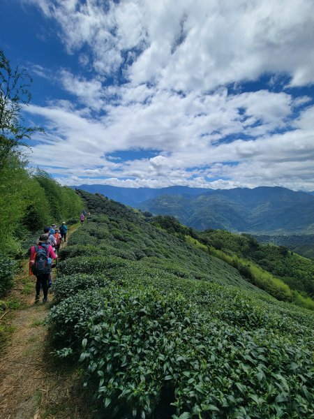 【雲嘉抺茶山】1735900