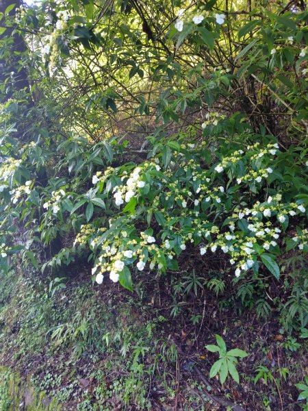 稍來小雪山國家步道、船型山、鞍馬山、鞍馬山東北峰、天池、雪山神木2799667