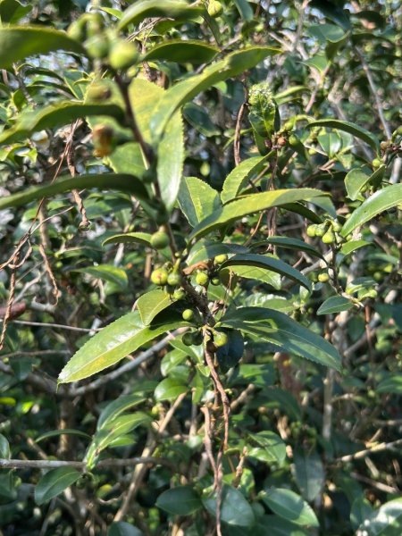 ［竹山］山坪頂茶山七星步道2909691