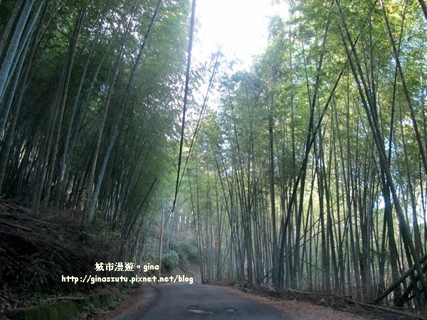 南投鹿谷~聽風~雲起~大崙山觀光茶園步道964987