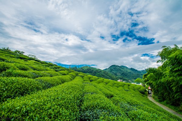 嘉義梅山大巃頂步道1335563