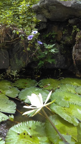 半嶺步道→陽峰古道→陽明公園→前山公園1028458