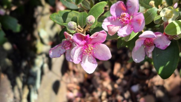 台北必訪步道，輕鬆好走的網美步道，軍艦岩步道，奇特地質景觀，360度無敵展望，特殊雪白巨岩。2788859