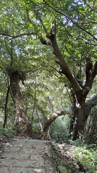 夏日避暑古道→坪頂古圳．坪頂新圳．登峰圳.大崎頭O型2285711