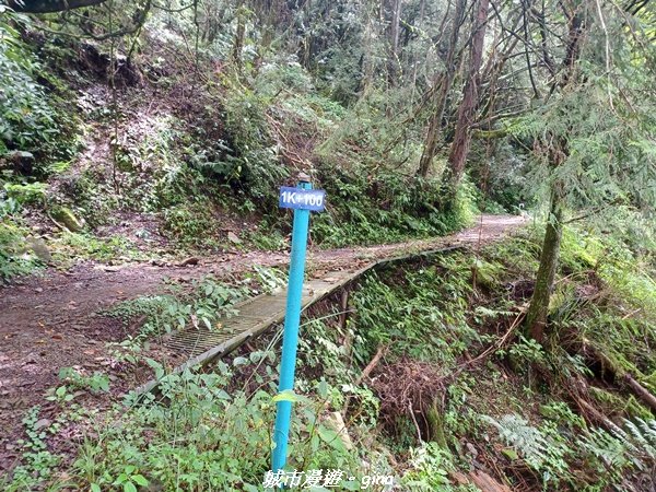 【嘉義縣阿里山鄉】避暑山林芬多精。 石山引水道步道、鹿林前山瀑布2280174