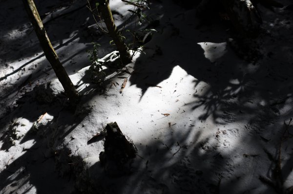 【塔曼山】雪季的糖霜白雪森林1236576