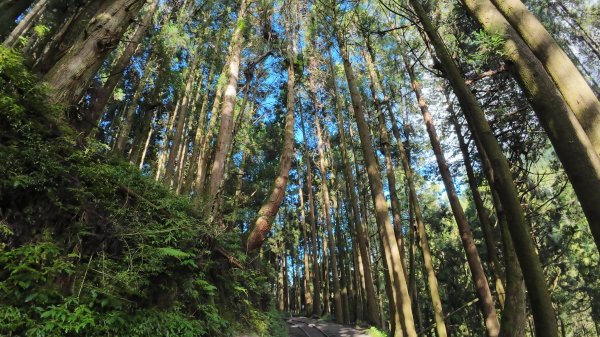 嘉義-特富野古道3120547