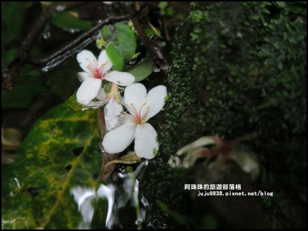    十一指古道包場賞桐花573610